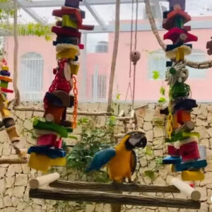 large aviary swing for macaws